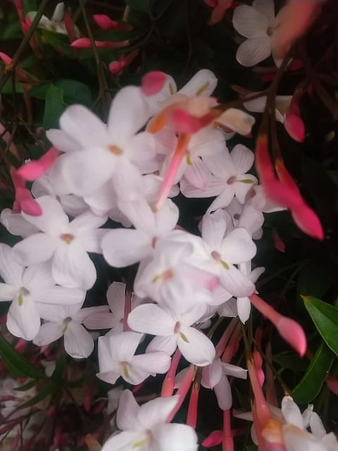 いい匂い🌸✨
ハゴロモジャスミン🌸
咲き乱れてる✨✨
(＊ﾟ∀ﾟ)花言葉🌸素敵だった💕