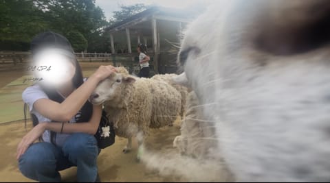 先日は成田のゆめ牧場へ🐮🐏🐐🌿🥛
牛乳が美味しかった🫰
やぎさん撫でてたら、後ろから肩に何かズンッ！！！羊さんでした🐏可