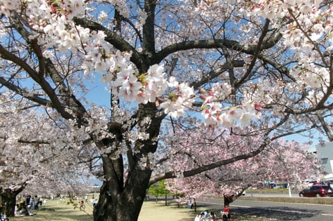 本日20:00からお部屋にいます🐝
桜散っちゃってかなしい🥺