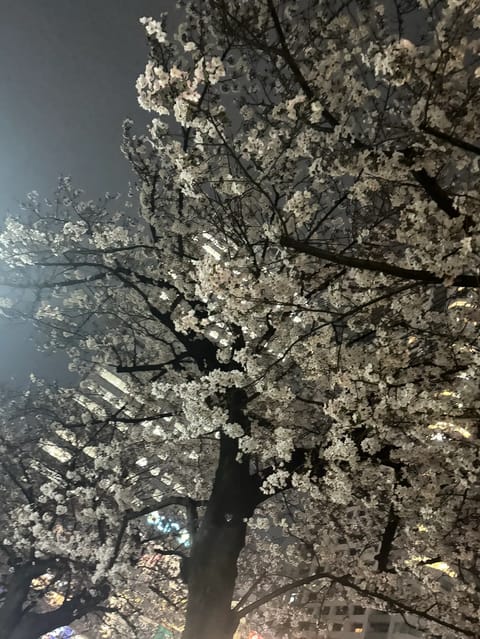 今日は19時からです✨
桜もそろそろ散りそう🌸🥲