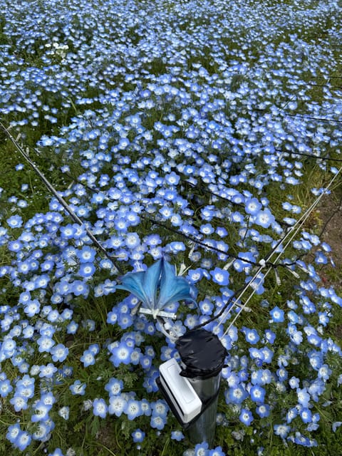 来週はお休みの予定なので、また再来週よろしくお願いします🦋➰🫧
ネモフィラ見に行きました🩵近くには桜も咲いていて綺麗だっ