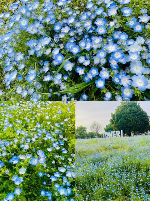 ネモフィラ満開でした🩵

キレイな景色を見ると心が癒される…🌿