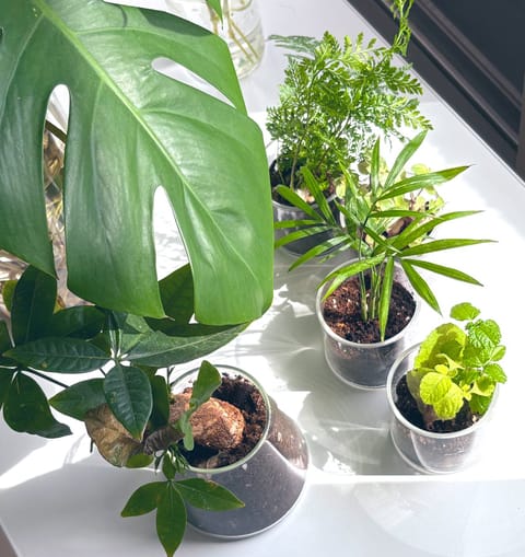 今日は、久しぶりにお休みだったので
日光浴してました~🌱

〜天気良くなってきたから嬉しい〜

#観葉植物
#休日