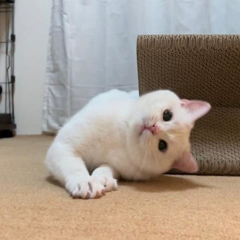 久しぶりのツイート……！
8月から出勤するよん！
お知らせまで
しばしお待ちを🙂‍↕️

皆も熱中症には気をつけてね✨