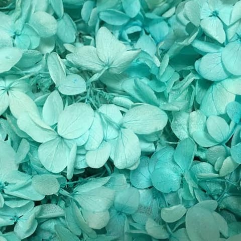 雨天、降雨が続きます。
私の周囲は
tiffany blue の花弁が降ってきます。
※心の清い方の目にのみ映ります

