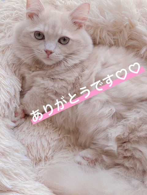 🈵20:00-
ラストうまりましたっ🩷

ありがとうございます❣️😌  https://twitter.com/iroh
