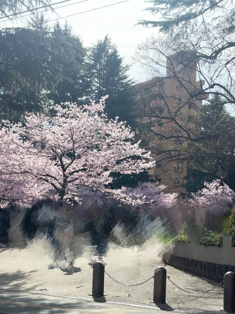通りがかった公園の桜も綺麗だった⟡ჱ̒>  <.

もう4月おわっちゃうのはやすぎるな〜🥲

 #桜
 #刹那