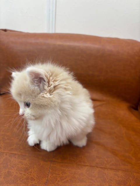 (* ˘ ³˘)♡*˚Ⴛ̅̀∣ժ̅ ꒭~੭ੇ♡

ほなな