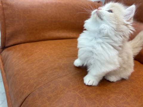 (* ˘ ³˘)♡*˚Ⴛ̅̀∣ժ̅ ꒭~੭ੇ♡

ほなな