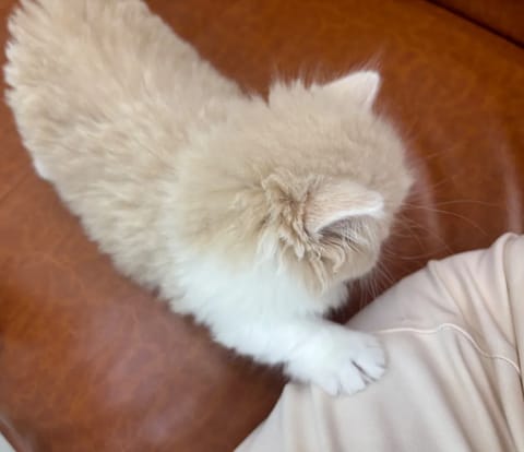 (* ˘ ³˘)♡*˚Ⴛ̅̀∣ժ̅ ꒭~੭ੇ♡

ほなな