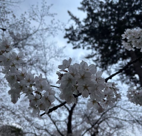 おはよー☀️
お花見いってきたよー🌸
レジャーシートに寝転びながら見るのたまらない🌟

本日時間変更で16:00〜になり