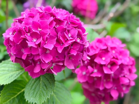 浴衣で紫陽花見に行きたいな〜🫧🫧

#ファインダー越しの私の世界
