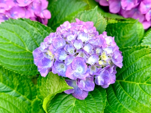 浴衣で紫陽花見に行きたいな〜🫧🫧

#ファインダー越しの私の世界