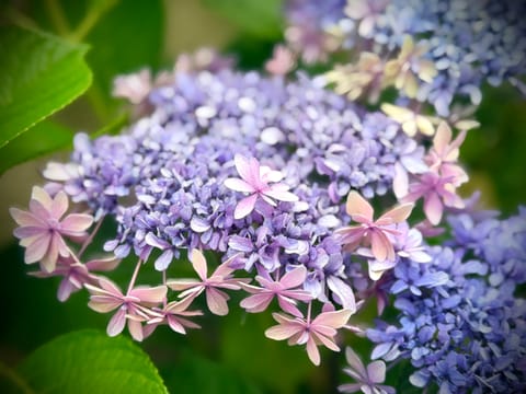 浴衣で紫陽花見に行きたいな〜🫧🫧

#ファインダー越しの私の世界