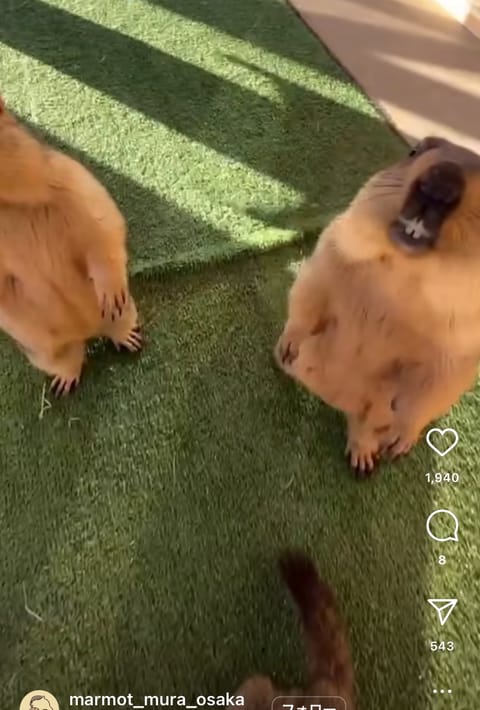 お久しぶりです。
最近、マーモットの動画に癒されてる丸山です💕
明日金山ルームに出勤ですので皆様の疲れは丸山に癒させてく