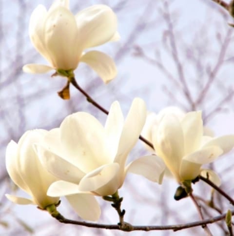 こんばんは✨

セラピスト叶です🌹

最近街で　マグノリアのお花を見かけます✨
毎年　桜の季節の前に咲く　大きな白いお花