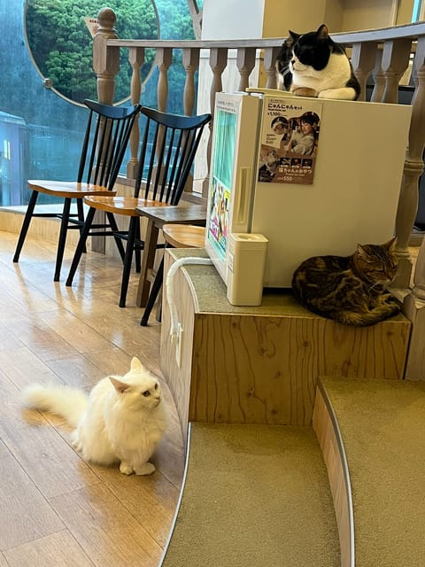 一週間があっという間な気がするー🌀
水金日にもいます✨

可愛い猫さんおすそ分け♡