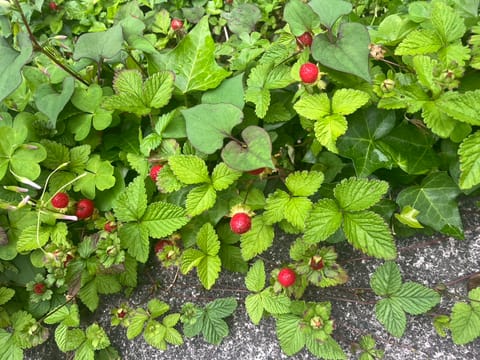 ヘビいちごかな？🍓