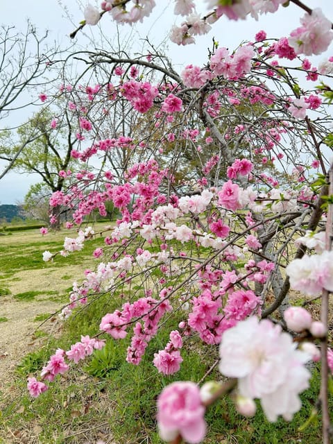 3月もありがとうございました♡

仲良し本指名様方、ご新規様方
楽しいお時間を過ごせて感謝です💐🤍

🍵🌿.•*  🌳 
