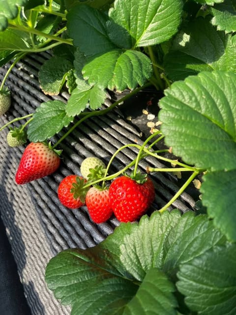 こんにちは、松村です。

この間、いちご狩りに行って来ました🍓
とっても美味しかったです〜💗

今週の出勤予定は⬇️にな