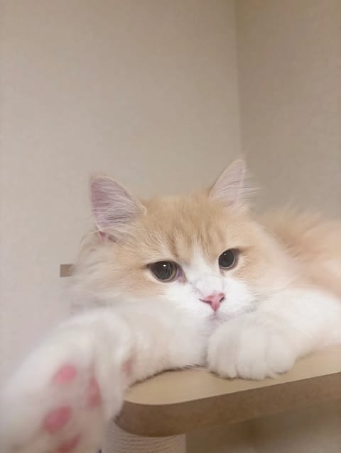 おはようございます✨
来週のシフト出ました🧸🌿

猫ちゃんのような癒しの存在になりたい🐈♡
来週もよろしくお願いします♡