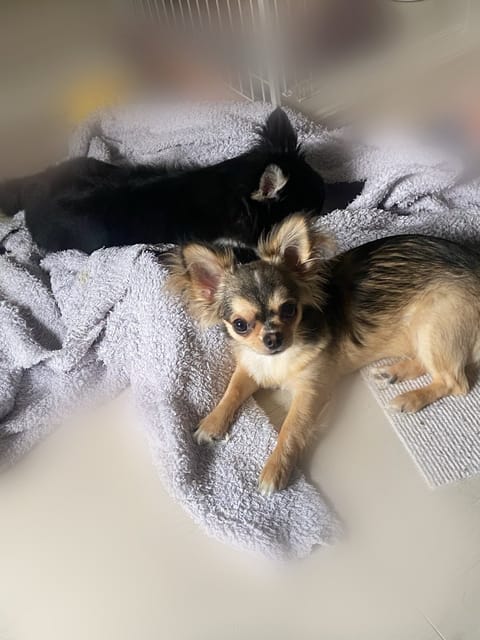おはようございます！！
今日も朝からちび達は元気です🐶