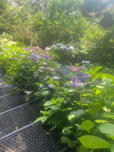 紫陽花見に行きたいな💠
これは前に鎌倉行ったときの💕
