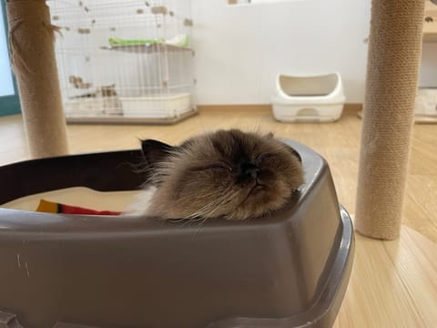 ねっこ