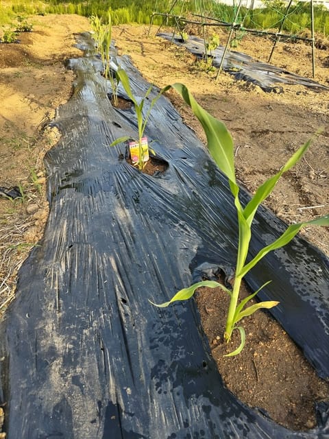 はっぱたちがピカピカで嬉しそうで私も嬉しくなるなぁ🌿✨
🌽も大きくなった☺️