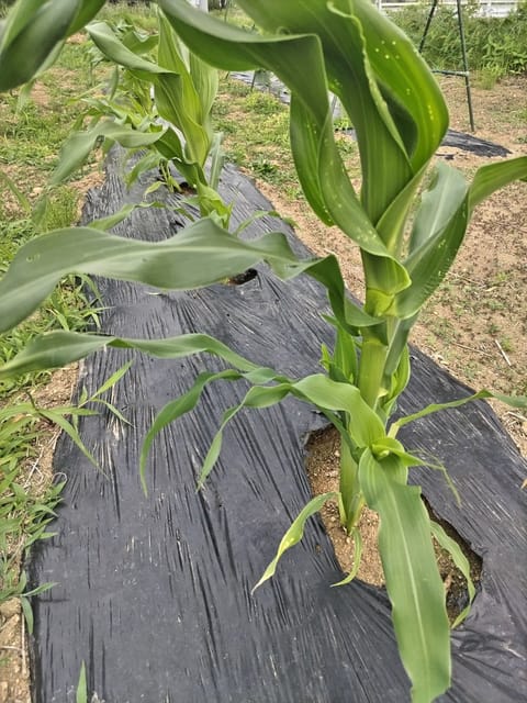 はっぱたちがピカピカで嬉しそうで私も嬉しくなるなぁ🌿✨
🌽も大きくなった☺️