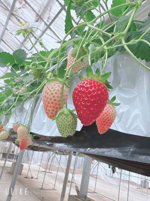 こんばんは😊
今週は22.24日に出勤します

いちご狩りしたり、ゴルフしたりと楽しい週末を過ごしたのでまたマッサージ頑