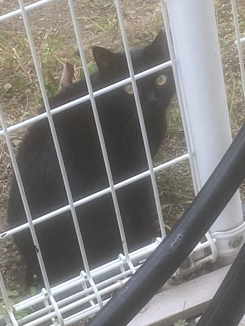 猫がこちらを見ている(*´∀｀*)