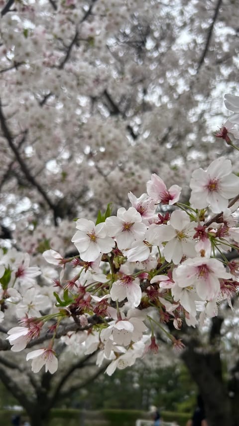 4/6 10~20時 南浦和ルーム

今日はぽかぽか春日和だね☀️
こんな日はゆっくり癒されに来ない？🫧
ふわっとした空