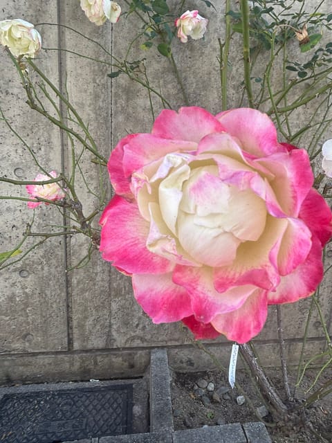 おはようございます🍀

今日から1/19月まで福山遠征🩷
事前ご予約ありがとうございます😊

洗濯機問題を片付けてから福