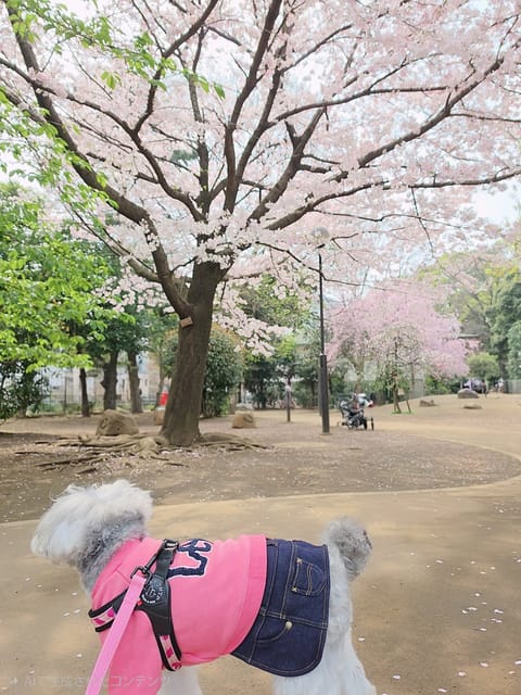 こんにちは😊
今日もあたたかいですね〜🌷
朝んぽ🐶🐾わんこも嬉しそうだった🙂

今日の桜も綺麗🌸
少し花粉おさまってきた