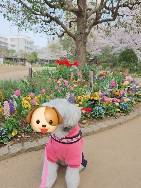 こんにちは😊
今日もあたたかいですね〜🌷
朝んぽ🐶🐾わんこも嬉しそうだった🙂

今日の桜も綺麗🌸
少し花粉おさまってきた