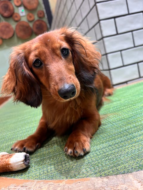 今日は推し活🐶