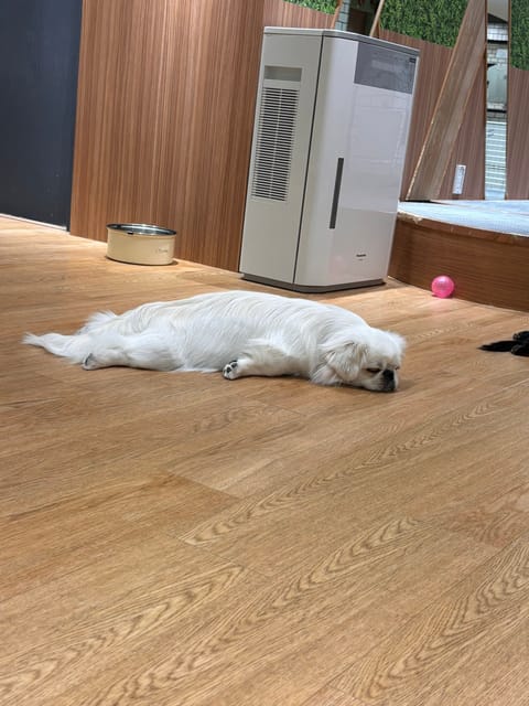 今日は推し活🐶