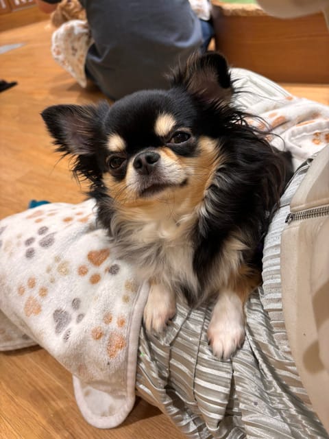 今日は推し活🐶