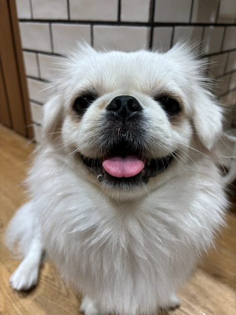 今日は推し活🐶