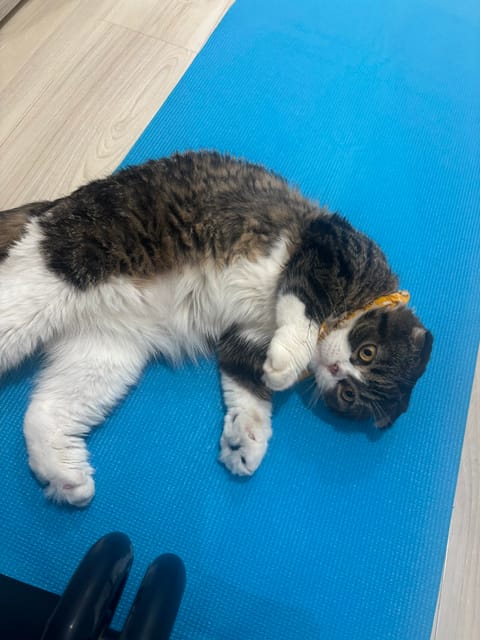 うちの子たち壁とかでも全く爪とぎしないから油断してたらヨガマットやられた😹