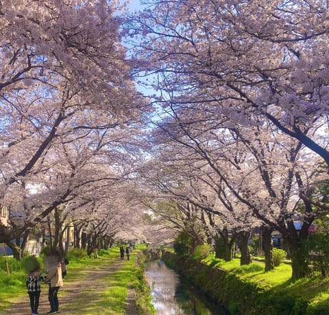 春だね〜🌸*✲ﾟ*🌸*✲ﾟ*🌸
晴れ間にちょっこら見てきたよ✨