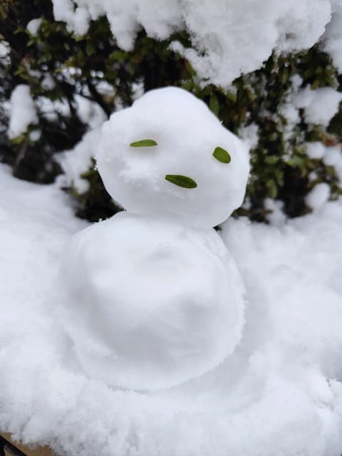 雪すごいね！！
東京でこんな降るの珍しい❄
雪だるま作った〜⛄🐰
日曜日だしあおいと遊んでください