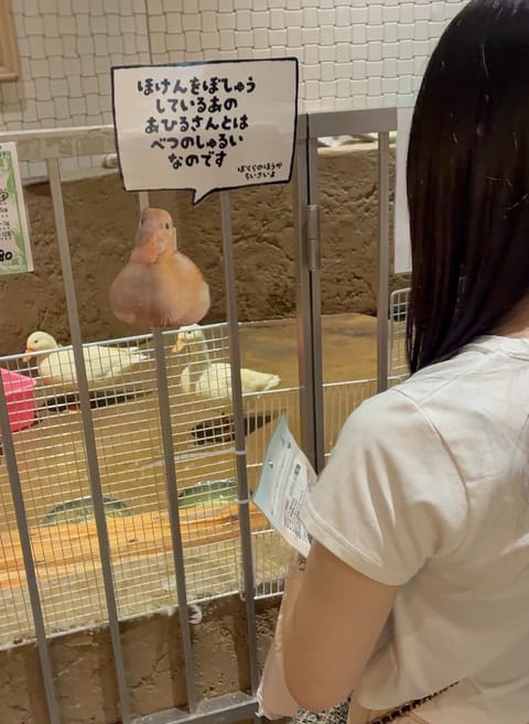 ちょっと疲れが溜まってたみたいなのでアヒルと戯れてリフレッシュしてきました🪿

気を取り直して明日からまた出勤です！
頑