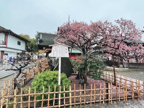 教員時代の同期と
西新井大師へ🌿
雪と桜のコラボレーションが
レアでした🌸⛄️👀

雨の日は実は厄除けに
適した日なのだ