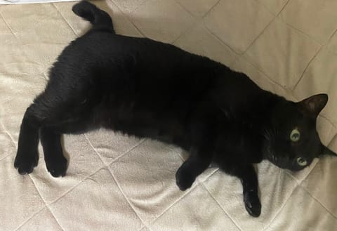 我が家の黒猫🐈‍⬛くびれなくて、筒体型😅
肥満気味かな💦