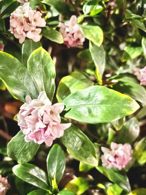 今年も大変お世話になりました（なってます）…花粉症外来🌷🙏

そしてこれは、とても良い香りのするお花🪷