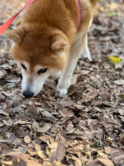 先週もリピ様、初めまして様ありがとう😊
寒い中足を運んでくれて感謝です🙇‍♀️
☘️今週のシフト☘️
28(火)12:0