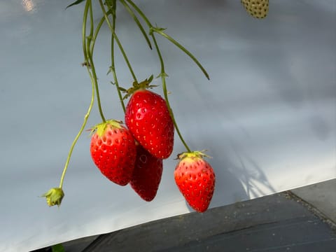 おっはモーニング☀️

雨じゃないけど
晴れでもない…？

ルームまで足取り重い方には
出張がオススメですよん✨
お店に