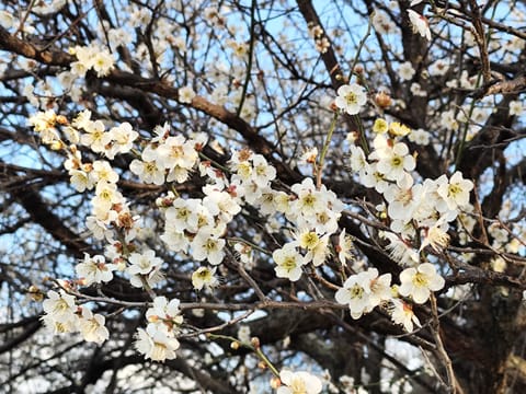おはようございます☔はなです🌷

2月も残り僅かですね。
こうして1ヶ月1ヶ月が早く過ぎ去り、あっという間に桜が咲いて、